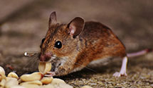 24 Hour & Emergency Exterminators in Tennessee Acres, NC